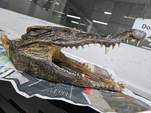 A Canadian man discovered to be carrying a baby crocodile skull at Dehli Airport in India has been arrested. 