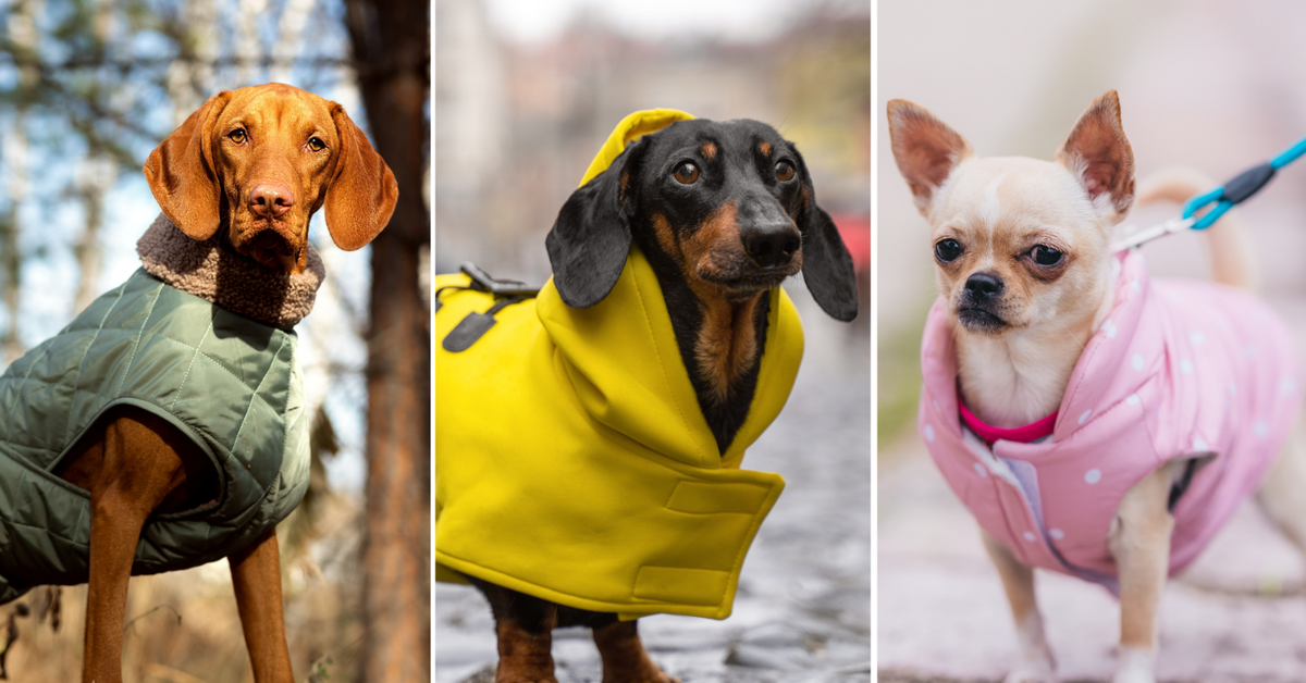 Dog breeds that need winter jackets: Including daschunds, great danes and greyhounds | In pictures