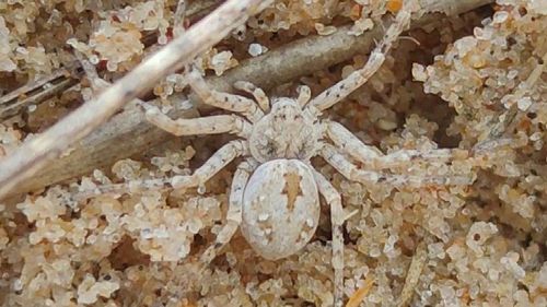 The sand running spider is found on sand dunes throughout Europe. It's only been sighted 117 times in the UK.