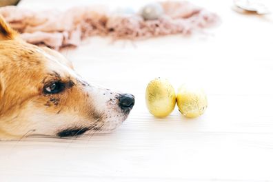Cute dog lying at stylish easter chocolate eggs in golden foil on white wooden background and looking with cute eyes. Modern easter eggs. Happy Easter. 