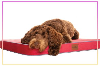 9PR: Dog beds