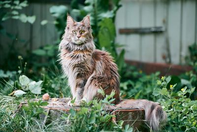 8. Maine Coon