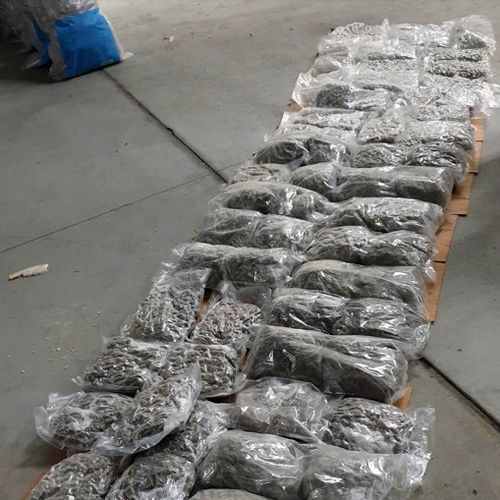 The total amount of cannabis seized has an estimated potential street value of $1.2million.