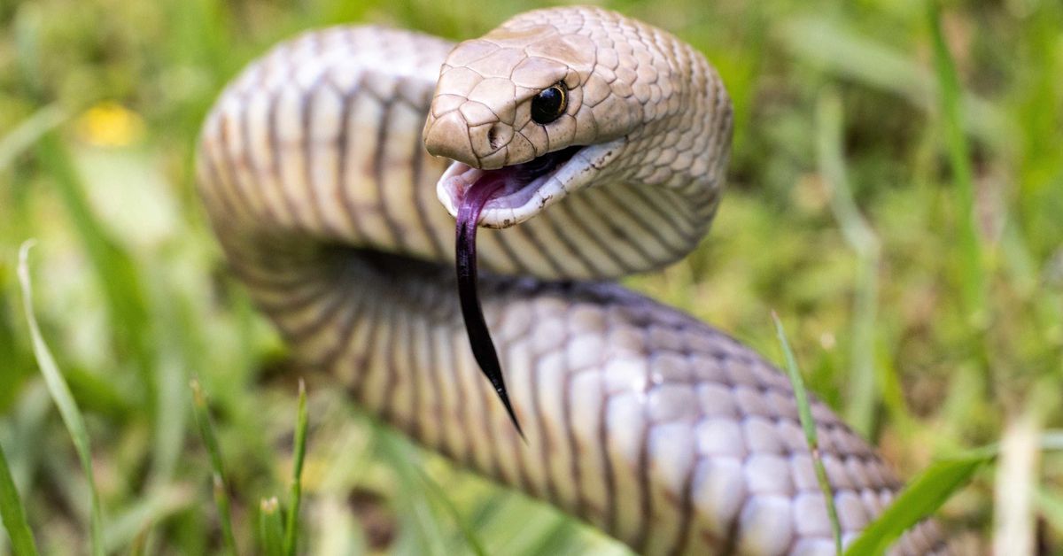 Australia's deadliest snakes being driven towards densely populated areas