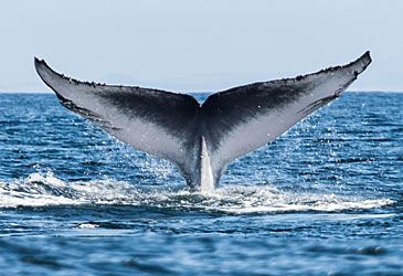 What is the conservation status of the blue whale?