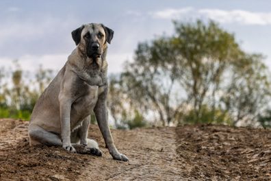 Dog breeds Turkish Kangal