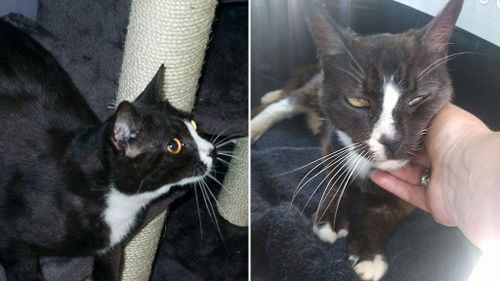 Missing cat reunited with London owners after being found in Paris eight years later