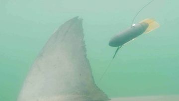 One of the satellite tracking tails on the fin of a shark – before it fell off.