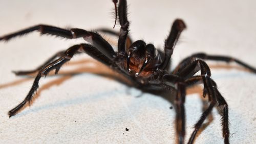 Funnel web spiders, which are among the world’s most dangerous, are emerging from burrows where they spend the winter to look for females ahead of mating season, as well as insects to eat.