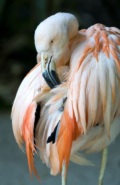 Aged in her 60s, Chile the Chilean Flamingo has been struggling to cope with the effects of athritis and other age-related complications in recent months. (Adelaide Zoo)