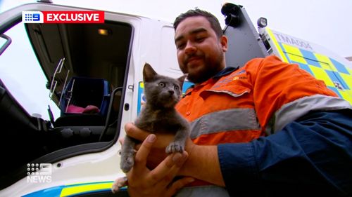 , Kitten saved from busy Sydney motorway tunnel by &#8216;angel in fluro&#8217;, Indian &amp; World Live Breaking News Coverage And Updates