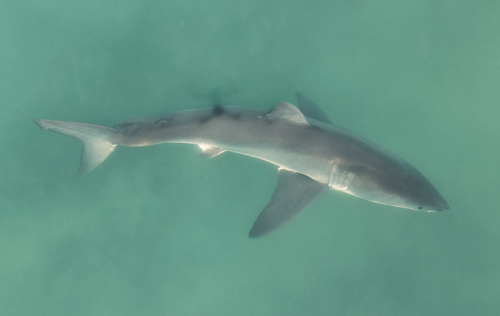 Great white sharks become a protected species in California in 1994.