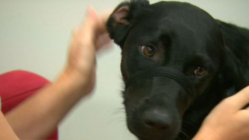 Coop was trained from when she was just eight weeks old. (9NEWS)