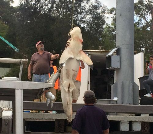 The shark was found caught in the nets off Bondi Beach. (AAP)