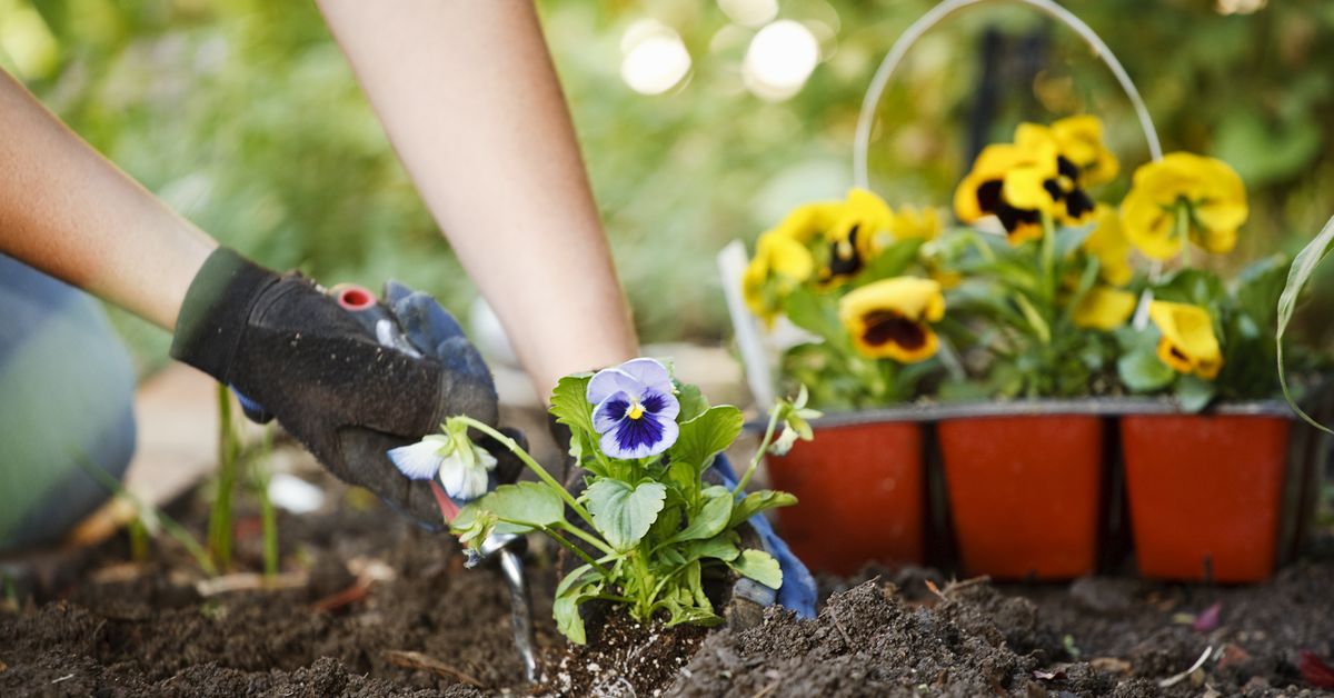 Five gorgeous flowers for adding colour to the garden in winter