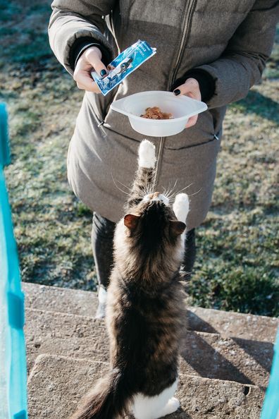 Stock photo of a cat eating from a bowl.