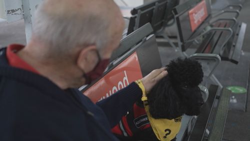 Bentley the mental health support dog working on NSW trains.