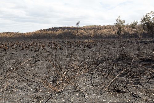 Burnt-out bushland is seen in Peregian Beach. (AAP Image/Rob Maccoll)