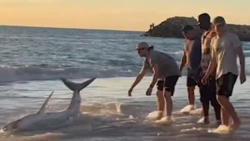 The group of men came across the shark on Sunday afternoon.
