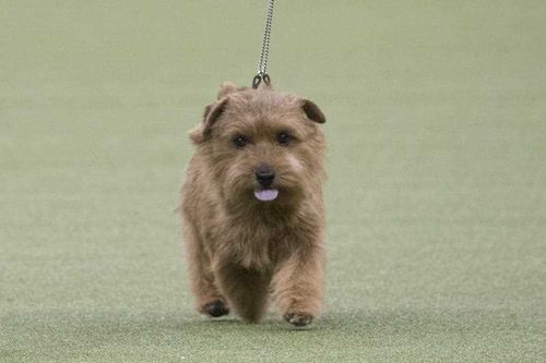 Winston the Norfolk terrier was a small but mighty competitor. (AP)