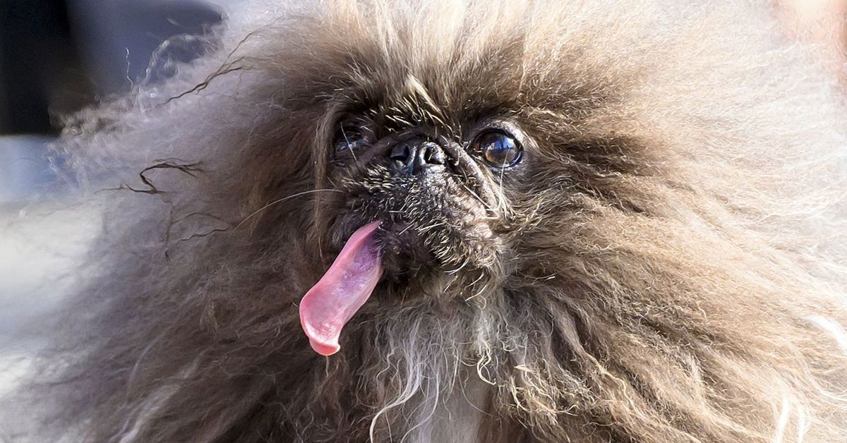 'Tugged at our heartstrings': Eight-year-old Pekingese named Wild Thang wins World's Ugliest Dog contest