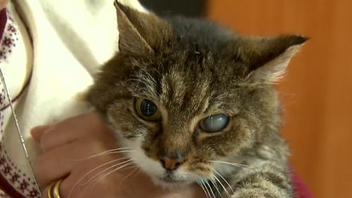 Bob the tabby cat went missing on December 1. 