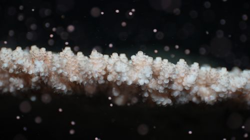 Les coraux apparaissent sur la Grande Barrière de Corail après la lune de sang.