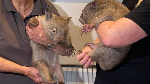 WIRES Illawarra developed contraption to treat mange in wombats