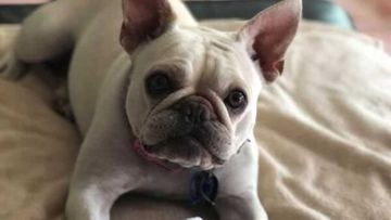 One of the French bulldogs up for adoption for $4500 in Queensland.