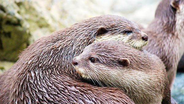 Image: Wellington Zoo Facebook