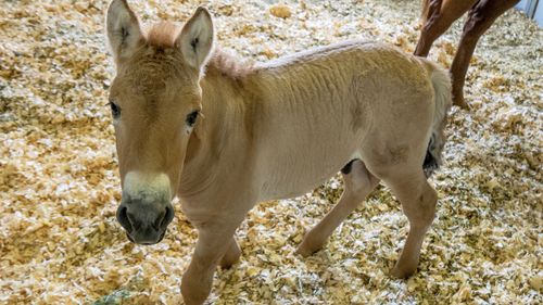 This photo provided by San Diego Zoo Global shows Kurt, a tiny horse who is actually a clone. Little Kurt looks like any other baby horse as he frolics playfully in his pen. 