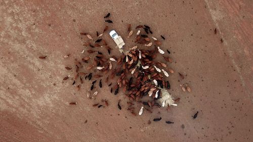 Aerial photo of a cluster of cattle rushing a feed truck.