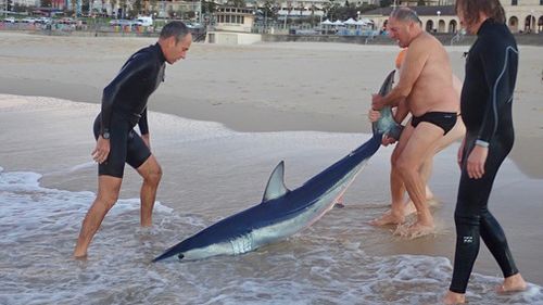Bondi surfer Chris Selby said he saw the shark lying still in the water this morning during a swim and thought it was best to remove it from the ocean. Picture: Supplied.