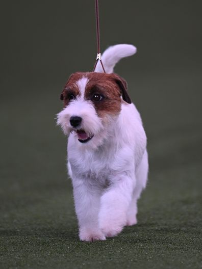 Jack Russell Terrier