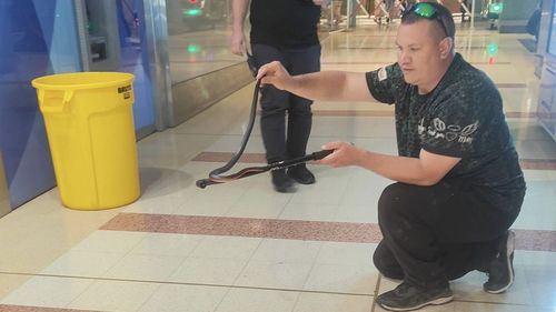 A venomous snake ﻿that spent days in South Australia's largest shopping centre has been captured.