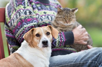 Close up of cute dog standing on bench next to his owner who holding cat in the lap