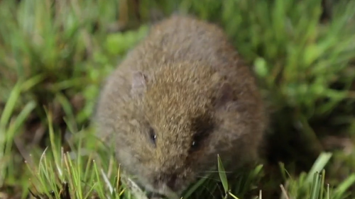 A rare native rodent that hasn't been seen for more than 30 years has been re-discovered at Wilsons Promontory south-east of Melbourne.