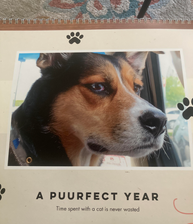 Dog on calendar with the caption 'A Puurfect year' below says, 'time spent with a cat is never wasted. 