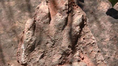Hiker stumbles across 240 million-year-old fossil