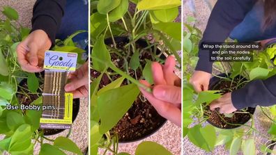 reminder to push nodes in the soil with bobby pins to get a fuller pothos!  : r/houseplants