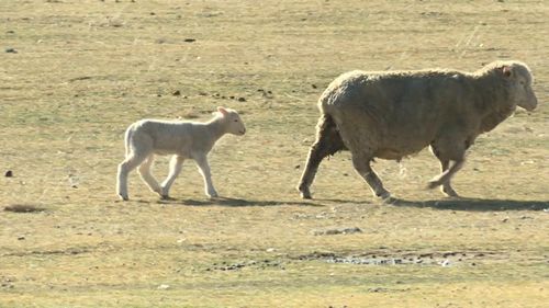 Just over half of Canberra's 170 farms house cattle and sheep. Picture: 9NEWS