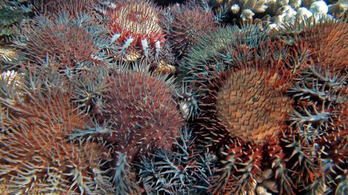 The natural occurrence of outbreaks of these coral-eating starfish has increased from about once in 80 years to once in 15 years. (AAP)