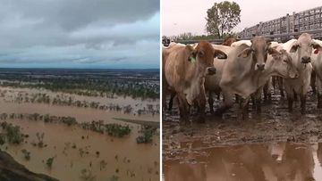 Queensland floods news weather Cloncurry cattle