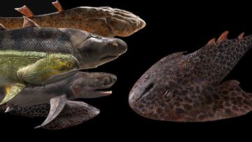 Reconstructions of ancient fish