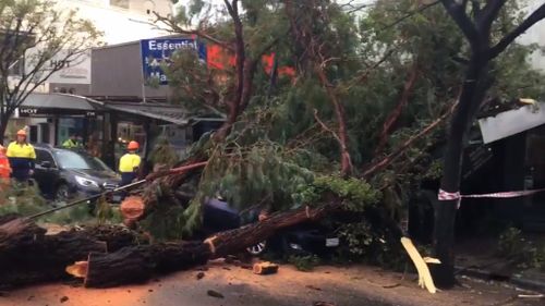 A tree was blown over on The Parade in Norwood this morning. (9NEWS)
