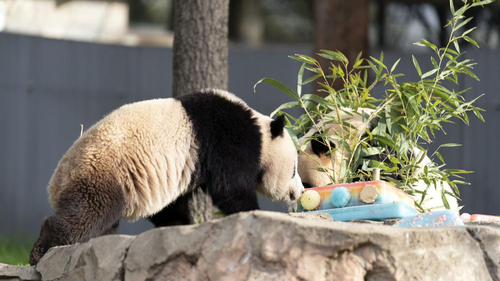 The giant pandas had the ice cream cake breakfast in front of adoring crowds as the zoo celebrated 50 years of its iconic panda exchange agreement with the Chinese government.