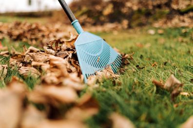 Raking leaves in the garden. Fall work in the autumn. Cleaning the backyard of yellow leaves on the ground