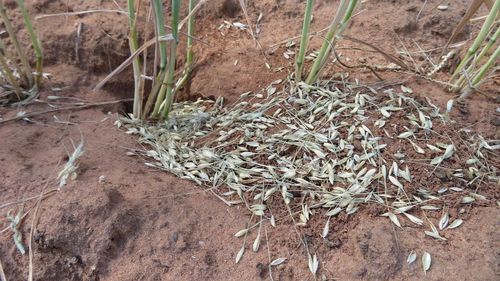 Fallen grain could be a sign of mice in fields. 