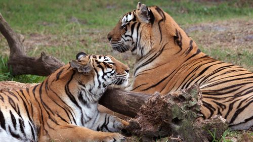 Les tigres China et Khan sont vus au sanctuaire animalier Big Cat Rescue de Baskin. 