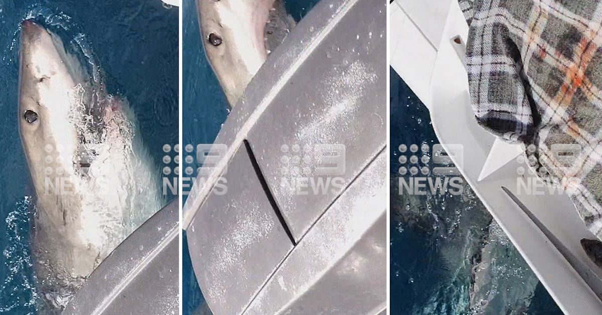 Shark news: Victorian fishermen describe terrifying great white encounter – 9News
